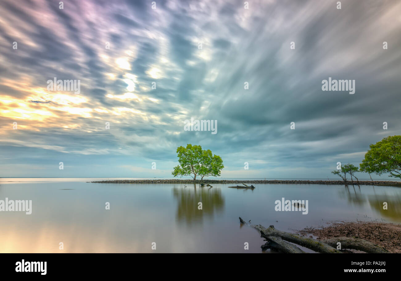 Alba sulla spiaggia con alberi di mangrovie che crescono su argini da soli. Queste sono piante contro le onde del mare erodendo la costa e anche il polmone verde per uomo Foto Stock