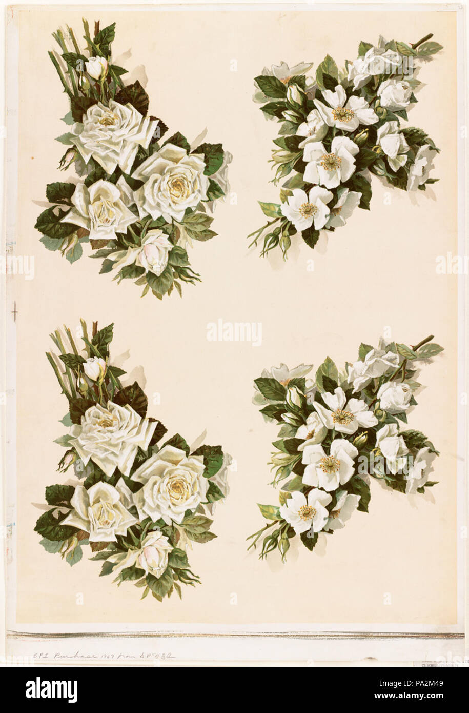 665 Quattro gruppi di rose bianche da Boston Public Library Foto Stock