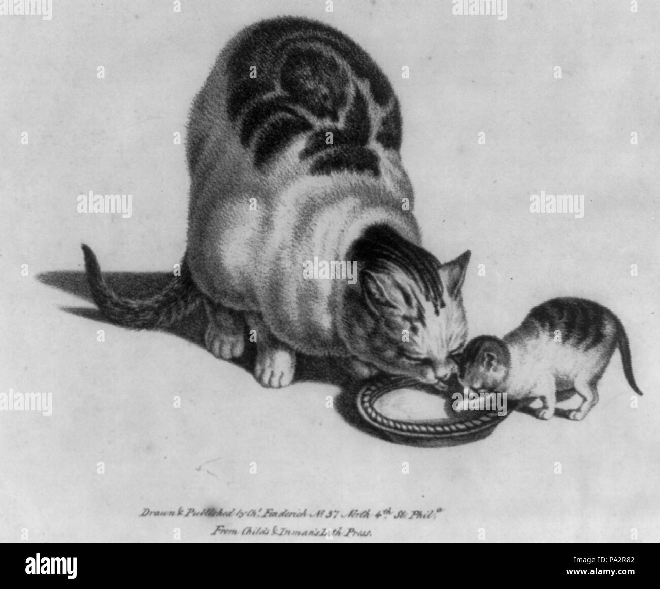 287 Gatto e gattino bere latte LCCN2003653666 Foto Stock