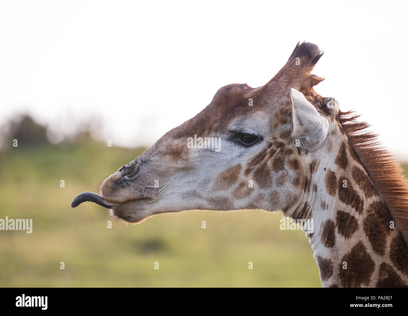 Profilo laterale di una giraffa fuori la sua linguetta headshot solo Sudafrica Foto Stock