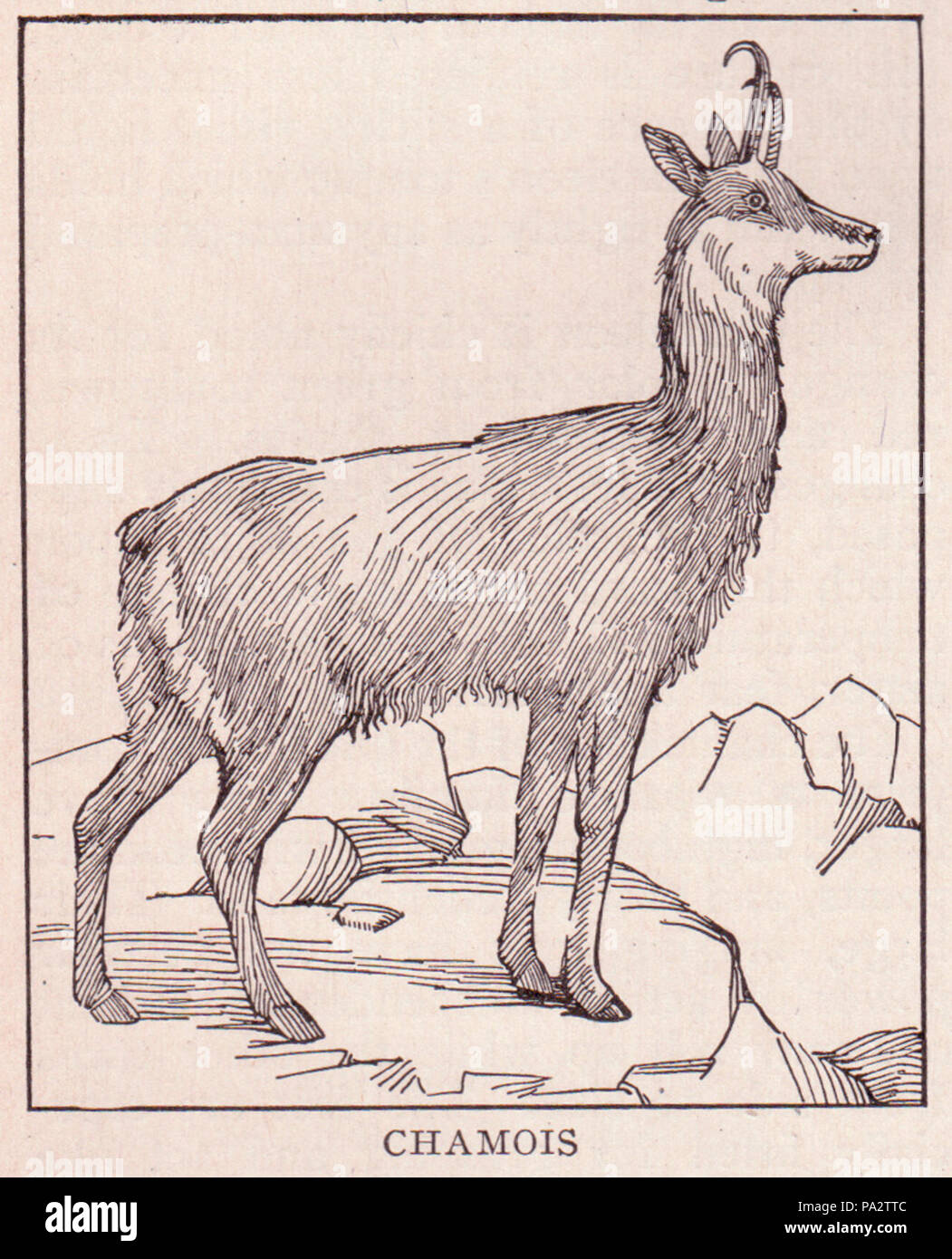 296 camosci pagina 544 Foto Stock