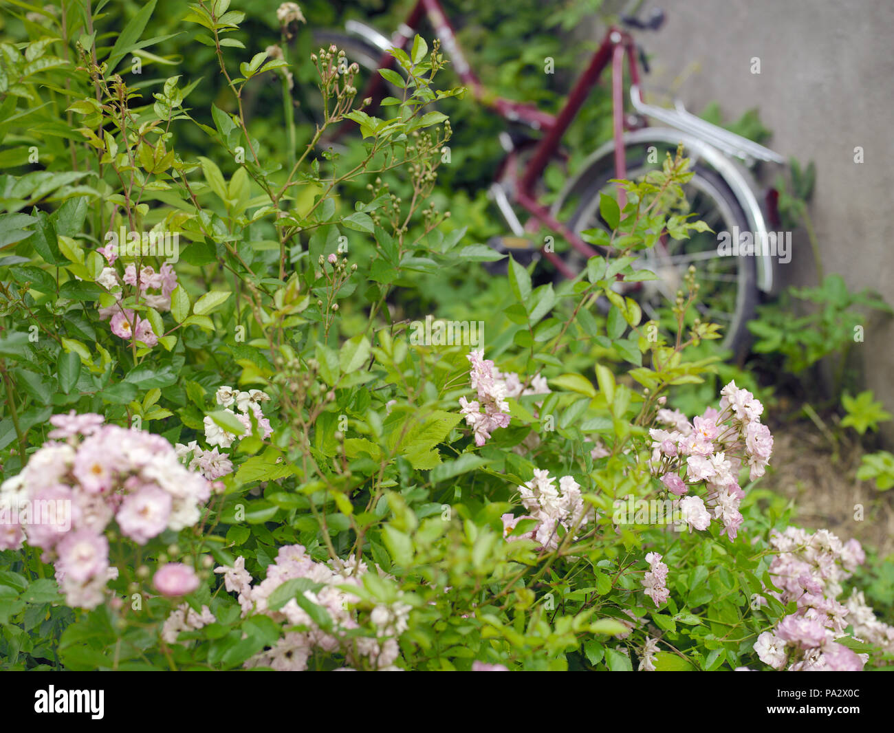 Le Rose in primo piano e una bicicletta in sfondo sfocato Foto Stock