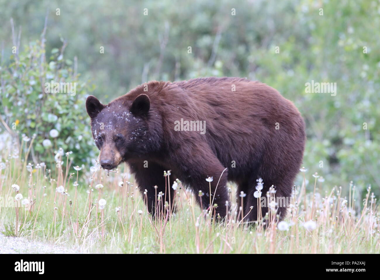 American black bear (Ursus americanus) Kanada Foto Stock
