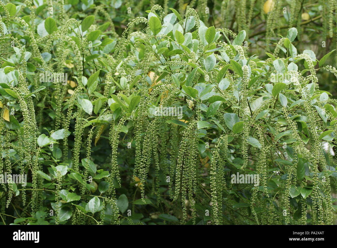 Ilicifolia di Itea Foto Stock