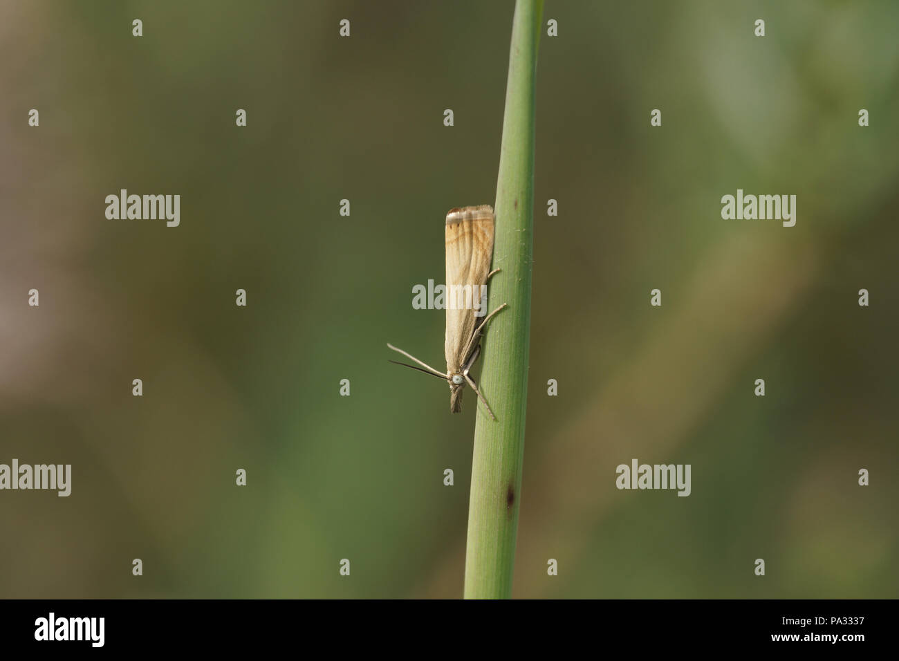 Crambus perlella Foto Stock