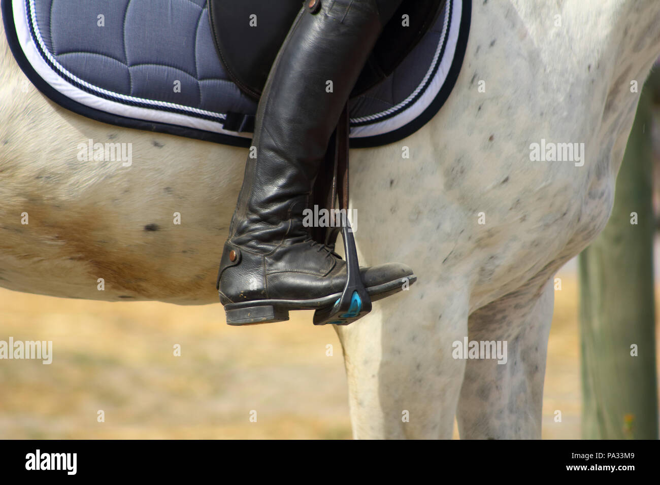 Uno stivale nero di rider nella staffa serrare sul cavallo il piede nella staffa Foto stock Alamy