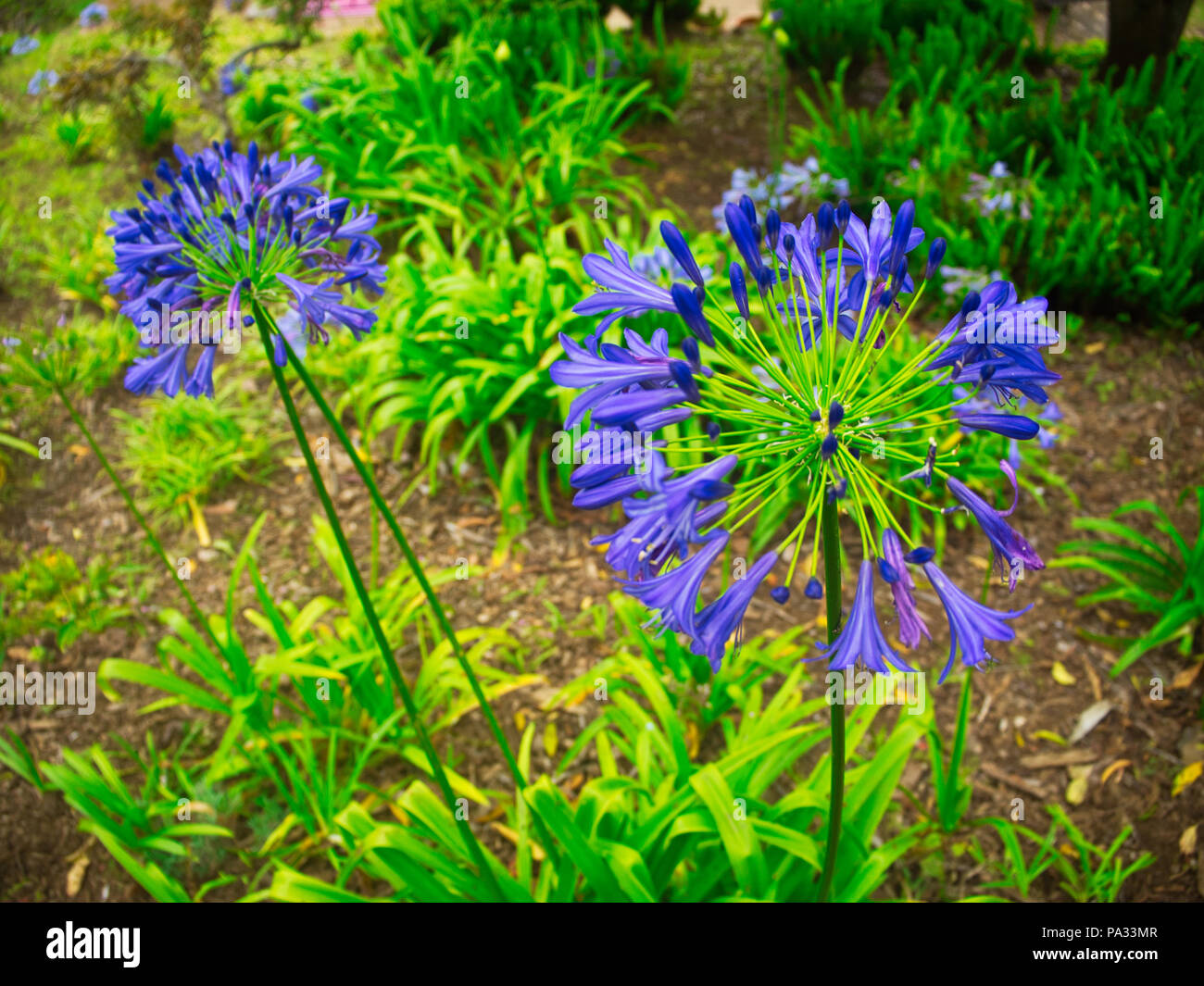 Ali'i Kula Giardino Lavanda Flora sull'isola di Maui, Hawaii Foto Stock