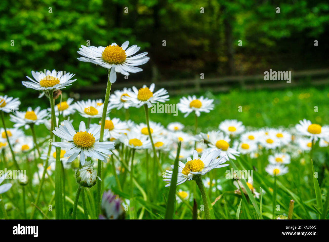 Daisy fiori che sbocciano in un prato Foto Stock