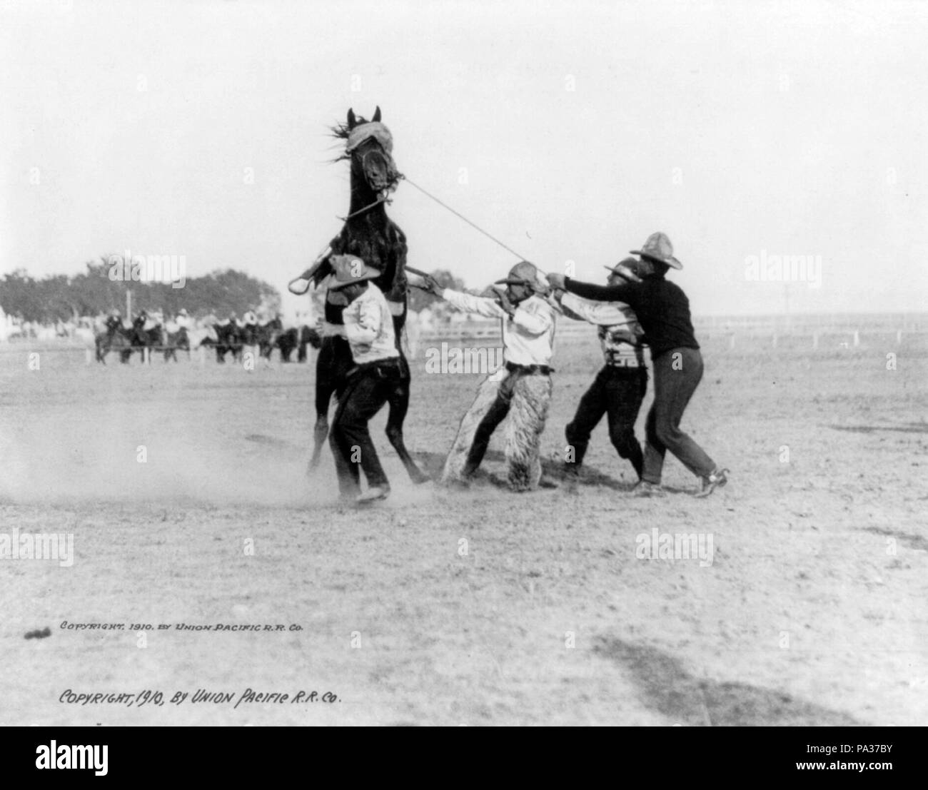 355 Cowboy roping a strappi bronco cph.3b14488 Foto Stock