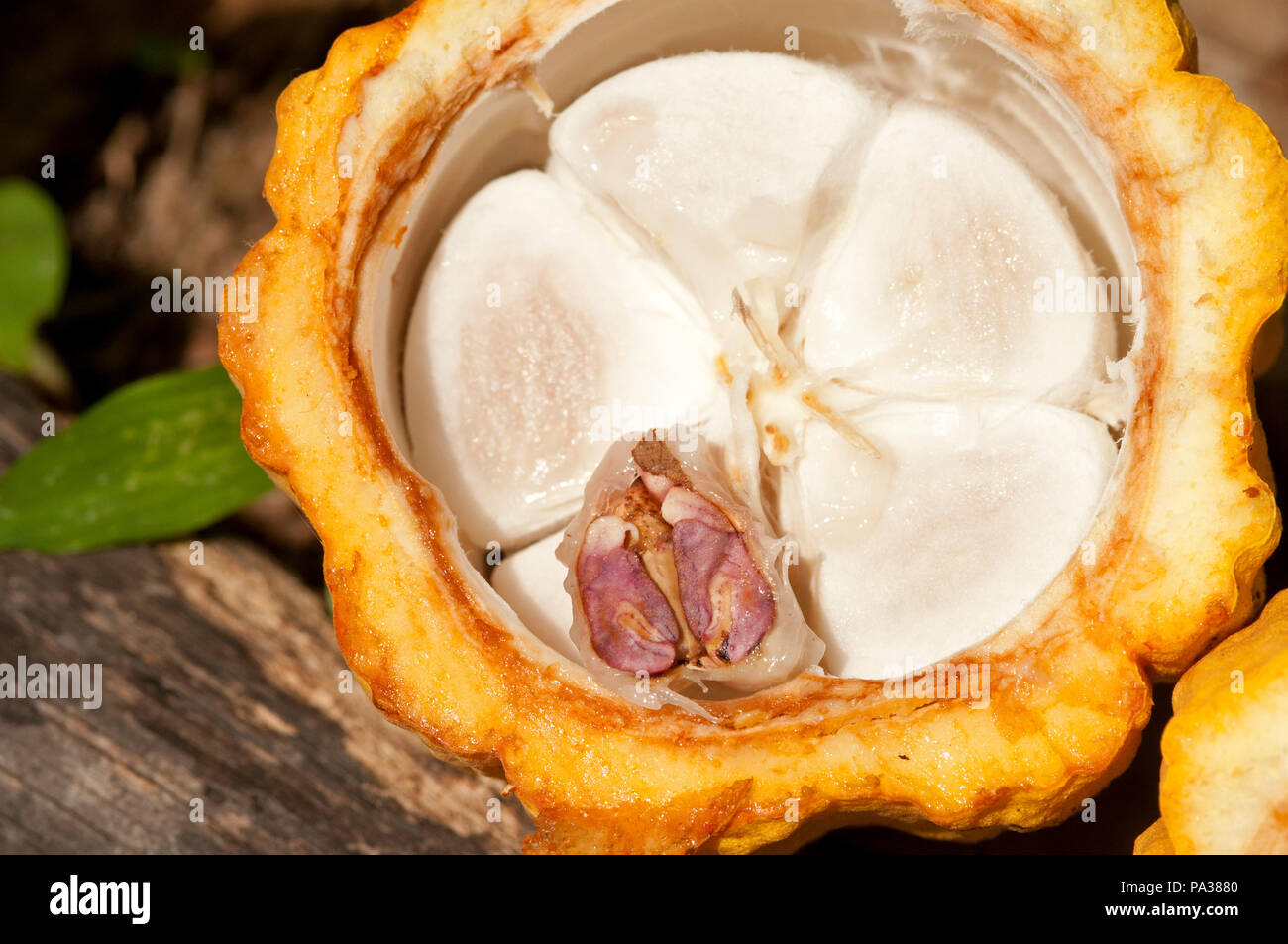 Cocoa Tree - Pod - Beens - Thailandia - Theobroma cacao - - Cacaoyer cabosse - fèves - Thailande Foto Stock