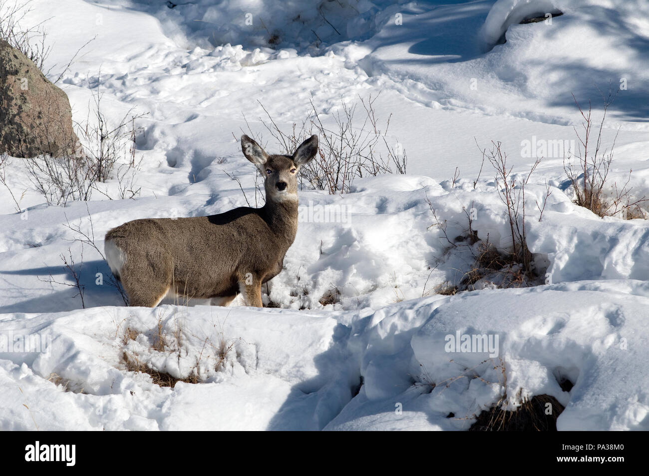 Mule Deer (Odocoileus hemionus) - America settentrionale Cerf mulet - Cerf à queue noire Foto Stock