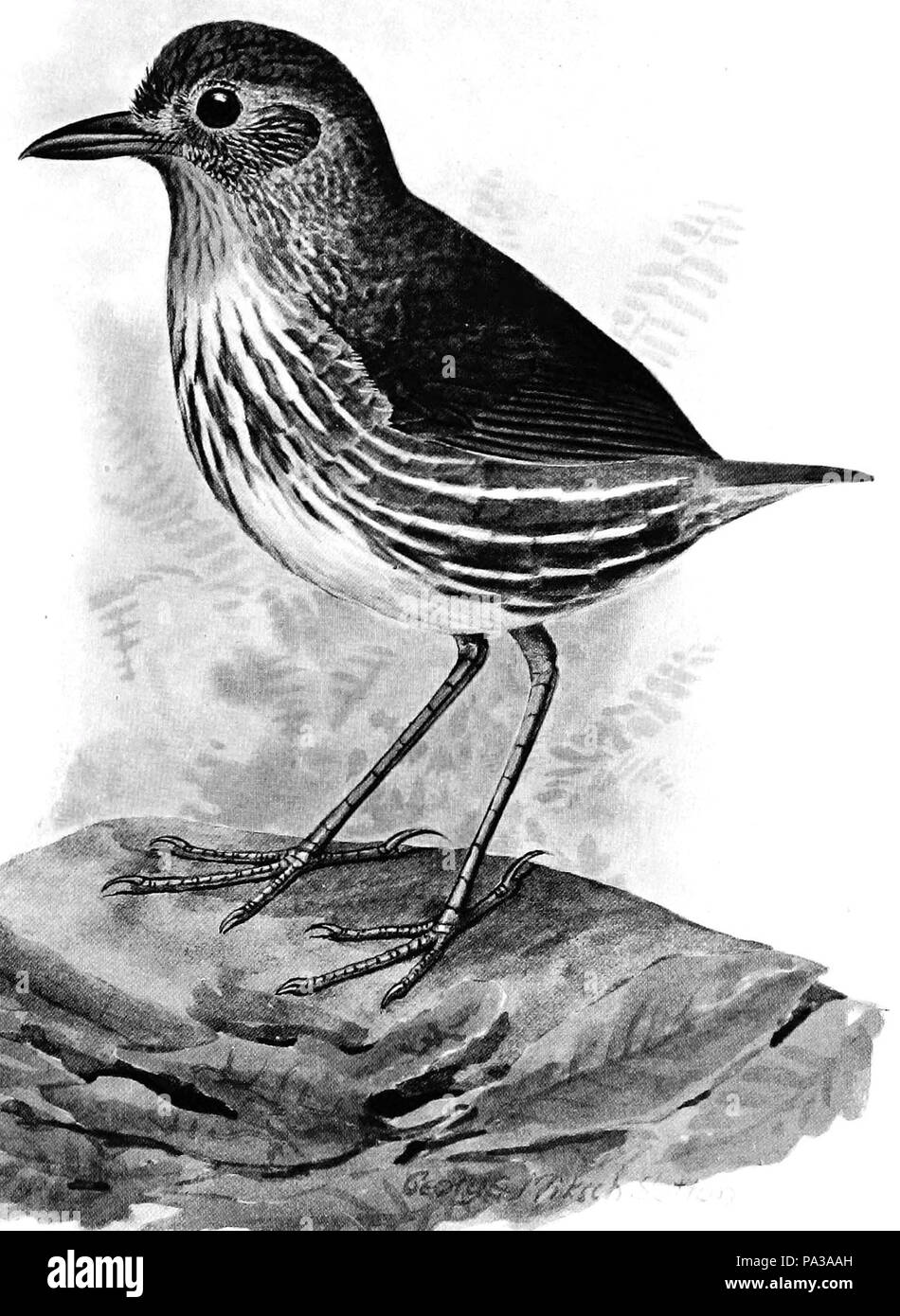 723 Grallaria bangsi Foto Stock