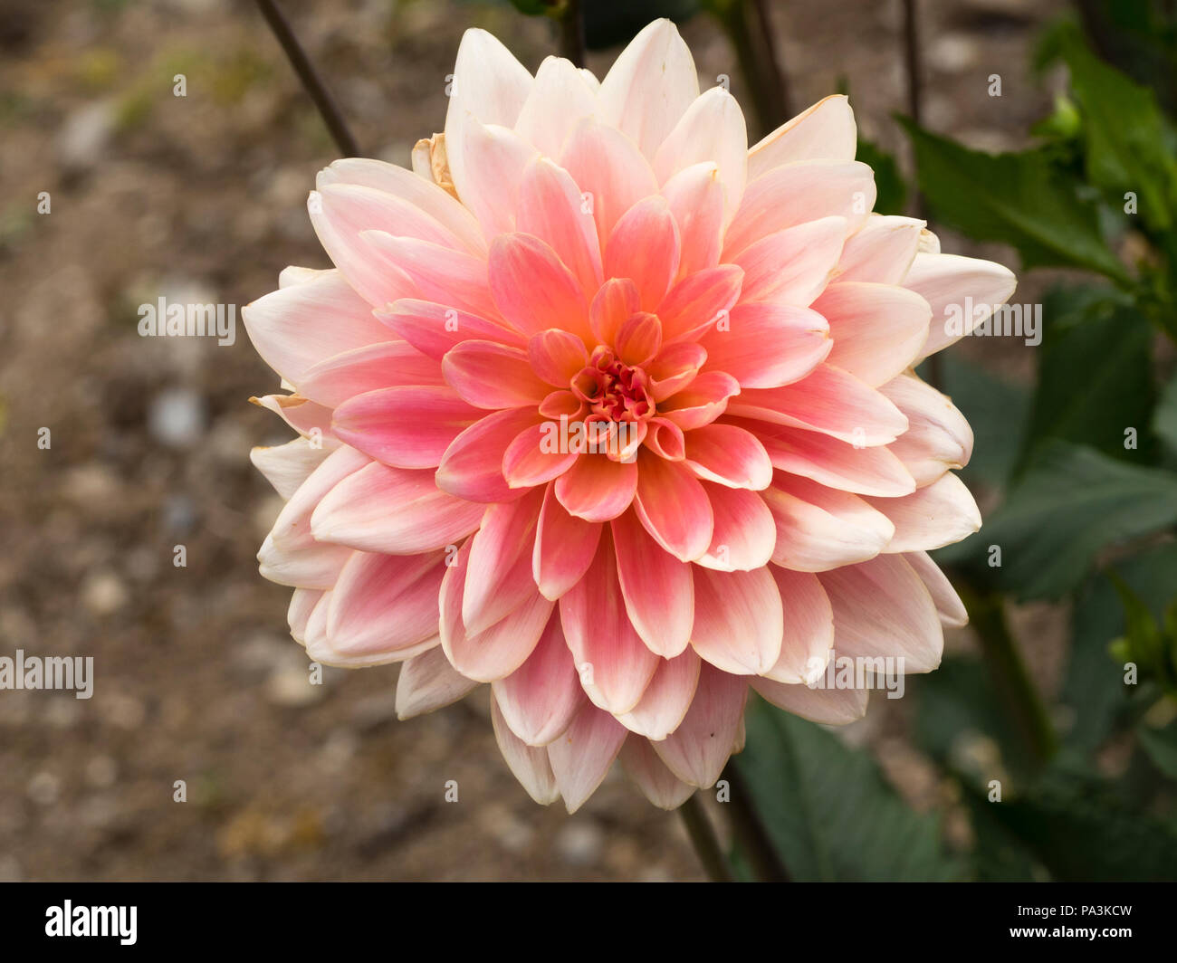 Rosa, la sfumatura di colore giallo nel centro, fiori del tipo di ninfea dalia, Dahlia 'Gerrie Hoek' Foto Stock