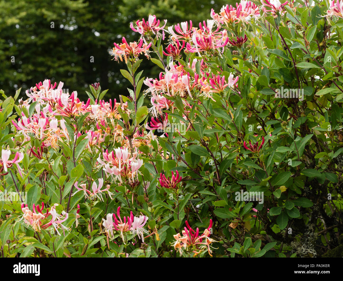 Rosa e bianco fiori profumati di hardy deciduo tardi caprifoglio olandese, Lonicera periclymenum 'Serotina' Foto Stock