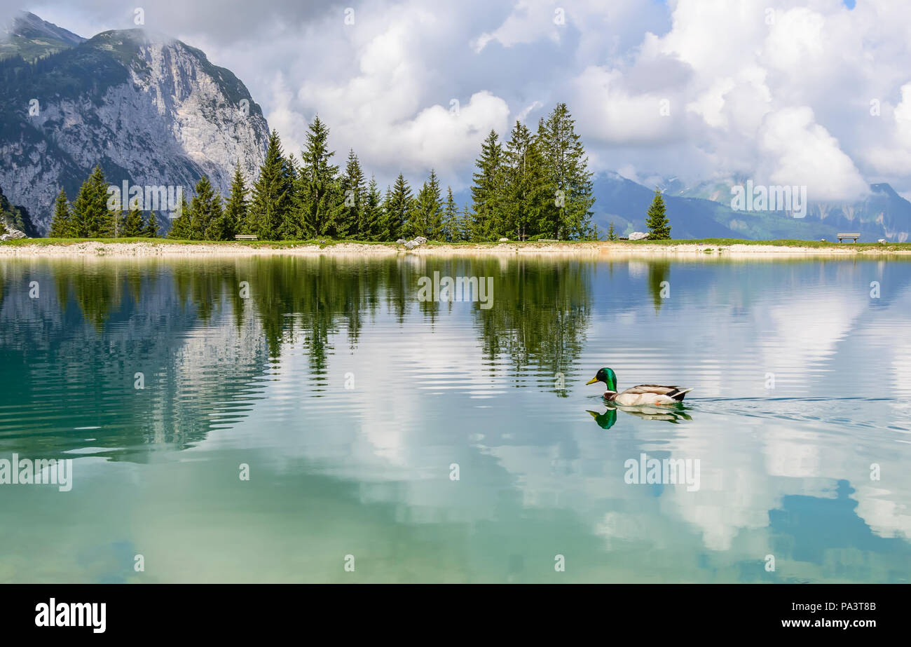 Anatra in Ehrwalder Almsee - bellissimo lago di montagna nelle Alpi, Tirolo, Austria. Sky riflette in acqua pulita. Foto Stock