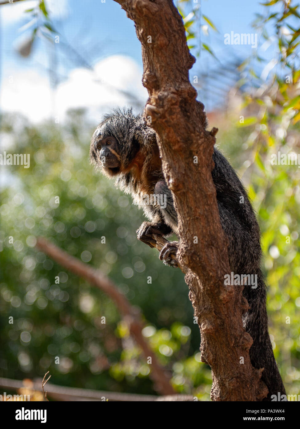 Monkey sull'albero nel giardino zoologico Foto Stock