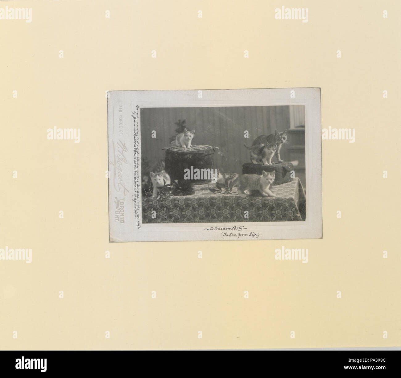 80 un party in giardino (preso dalla vita) (HS85-10-8754) originale Foto Stock