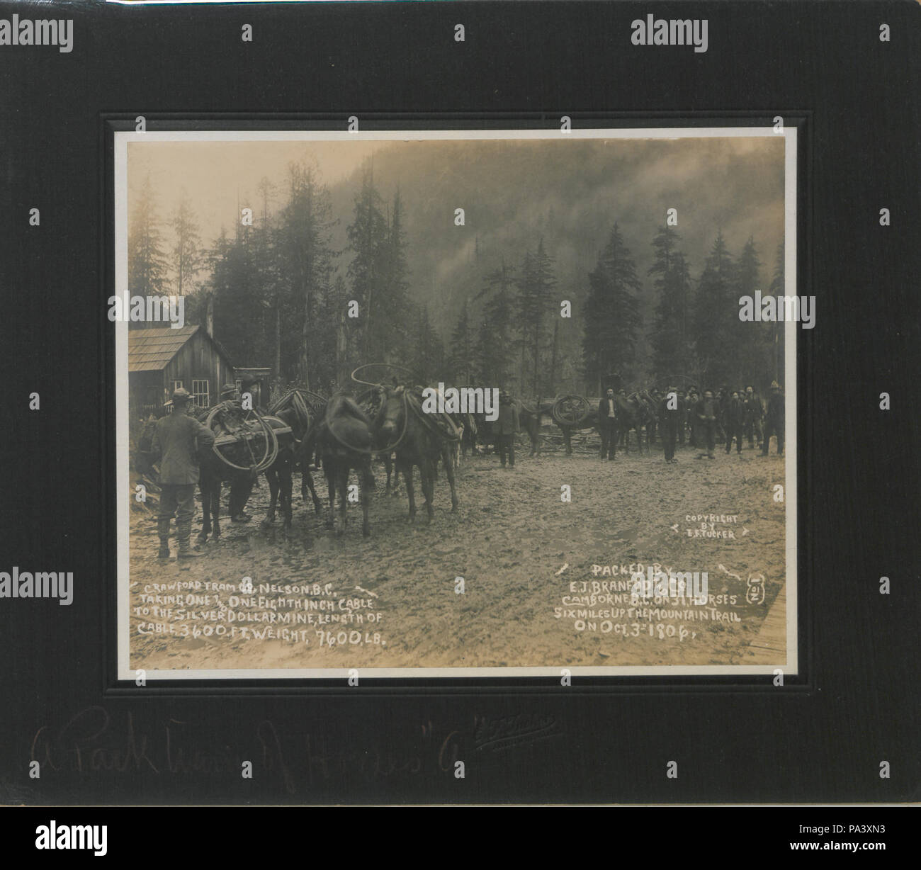 85 un pacco treno di cavalli foto A (HS85-10-17771) originale Foto Stock