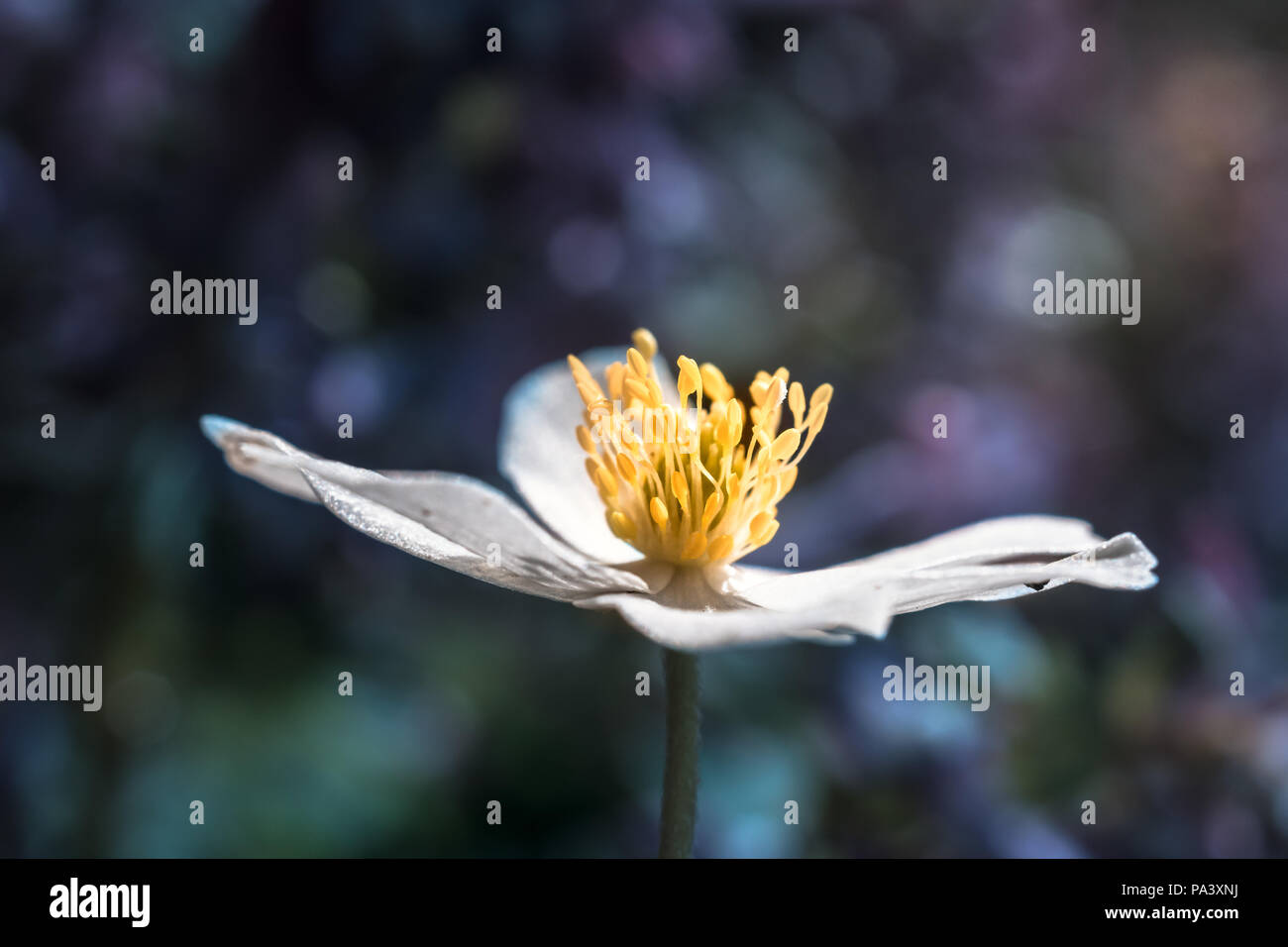 Fiore bianco, bokeh sfondo, contrasto elevato Foto Stock