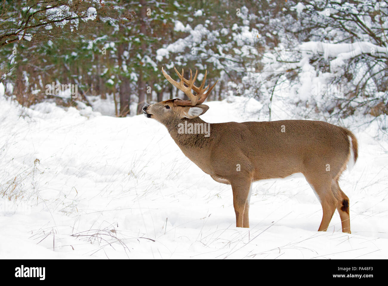 White-tailed deer buck in inverno la neve in Canada Foto Stock