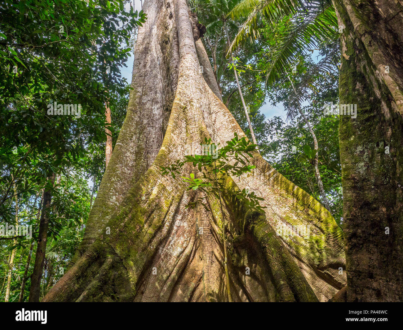 Grande ceiba, ebano, sulla banca del fiume Javari. Ceiba pentandra. Amazon  Foto stock - Alamy