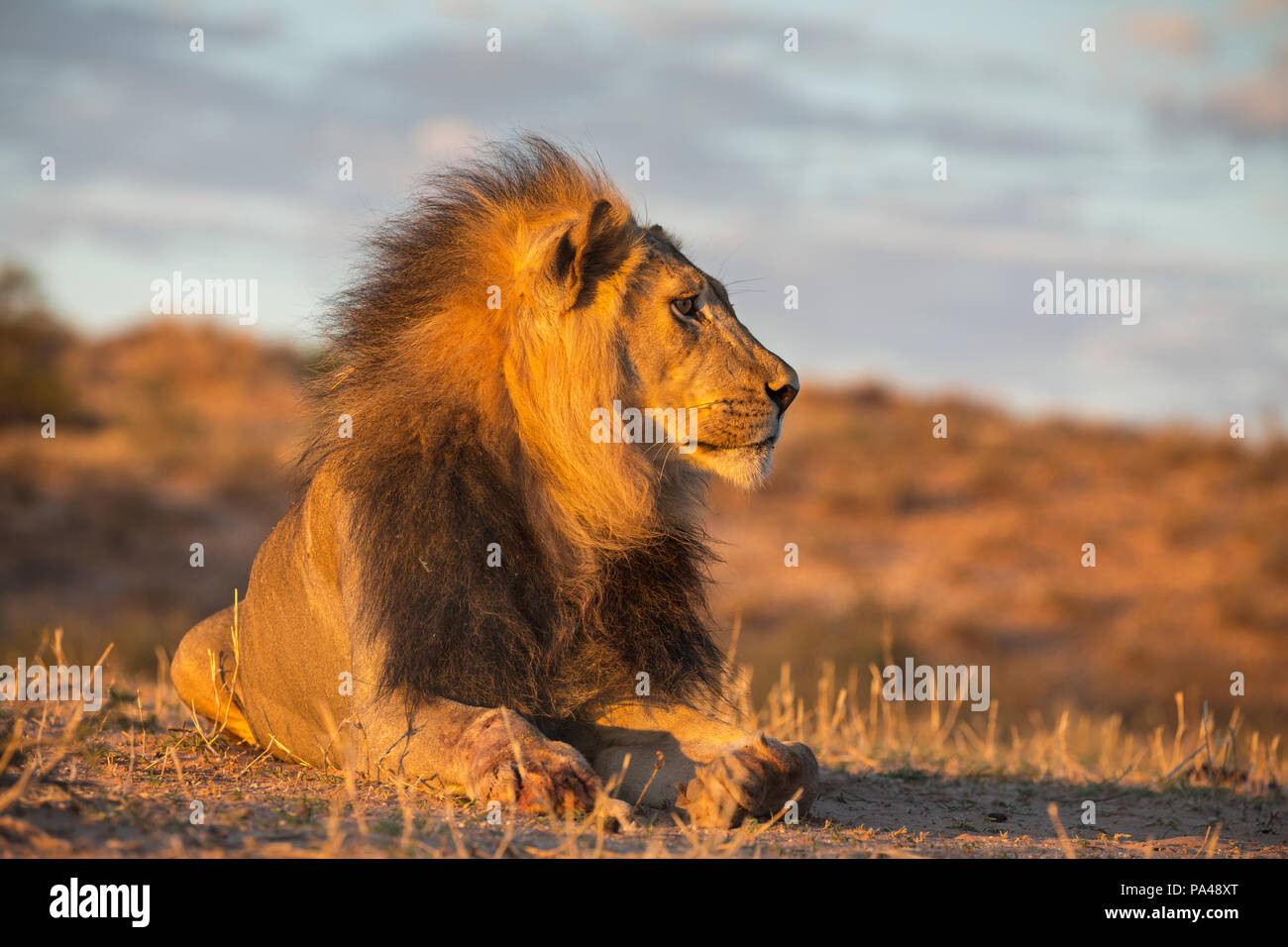 Lion (Panthera leo) maschio, Kgalagadi Parco transfrontaliero, Sud Africa, Foto Stock