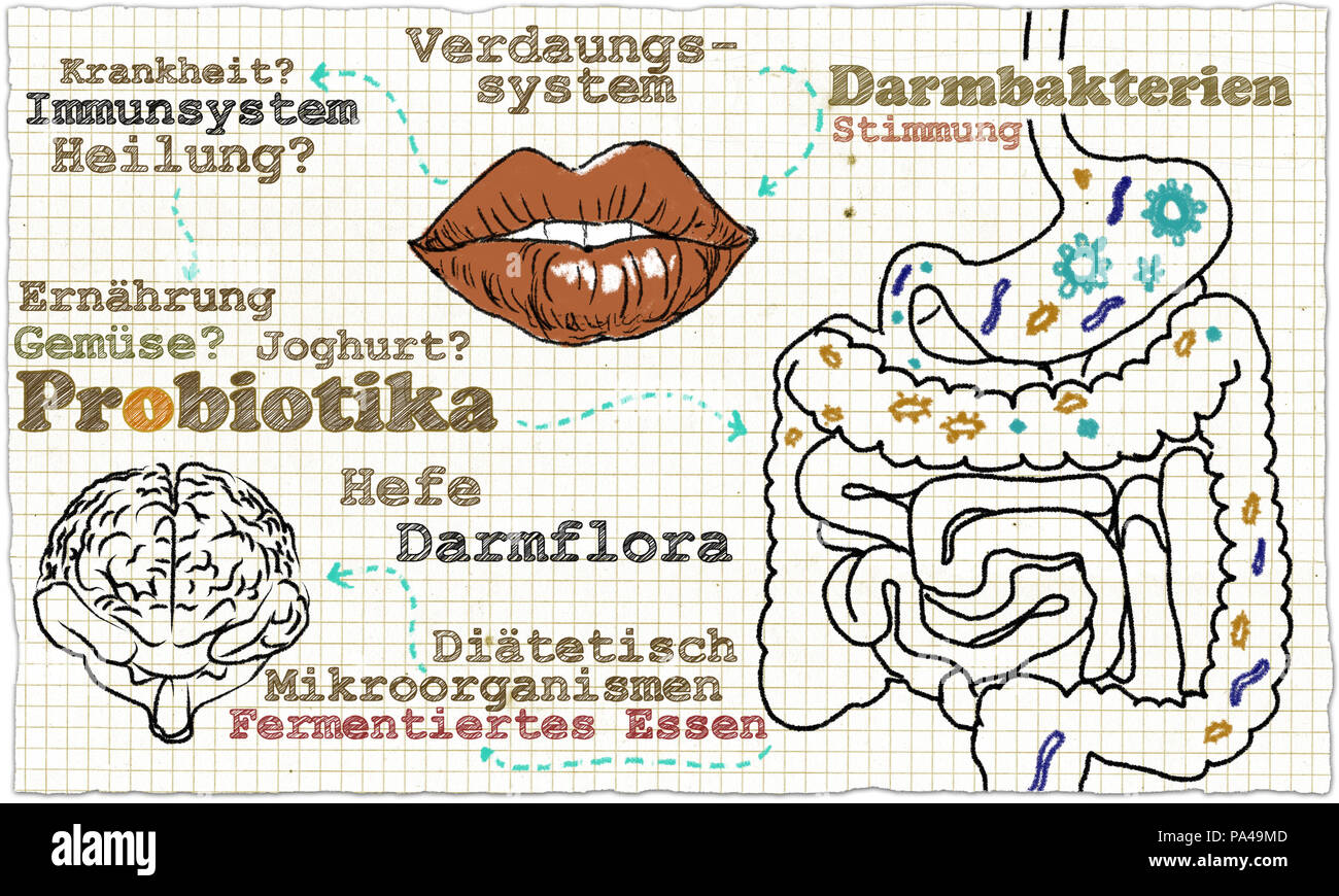 La salute dell'intestino, flora intestinale e batteri intestinali illustrato in lingua tedesca e in classico stile sulla carta e con matite rustico. Foto Stock