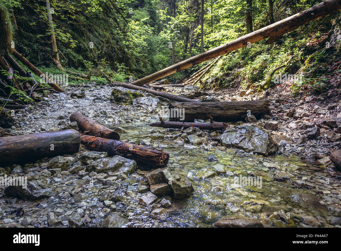 Sucha Bela percorso turistico in piccoli canyon in Paradiso Slovacco National Park, parte nord della slovacca Monti Metalliferi in Slovacchia Foto Stock