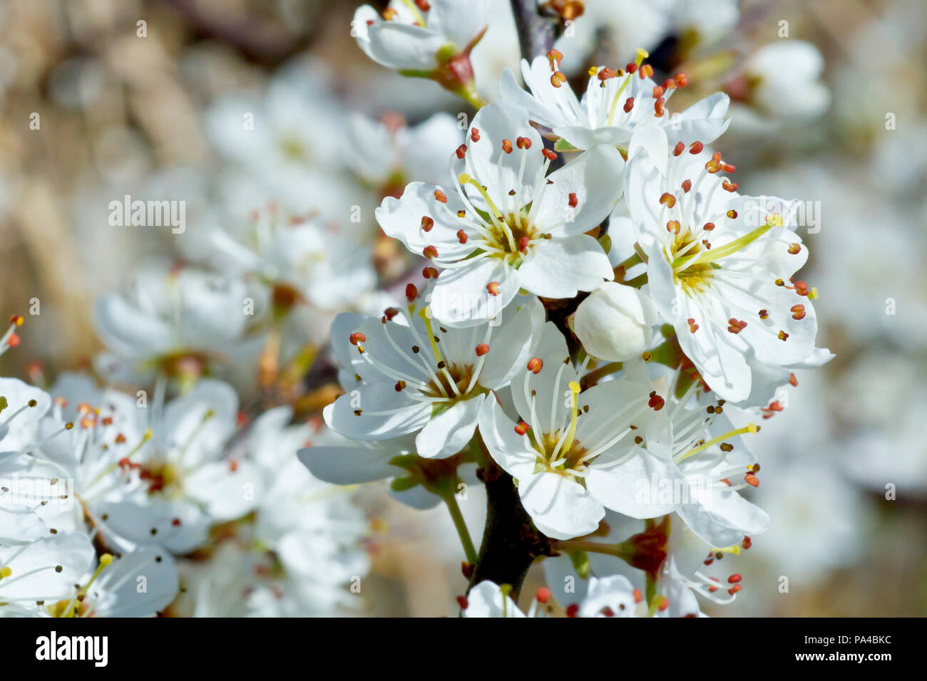 Sloe (Prunus spinosa), noto anche come prugnolo, close up di un gruppo di fiori. Foto Stock