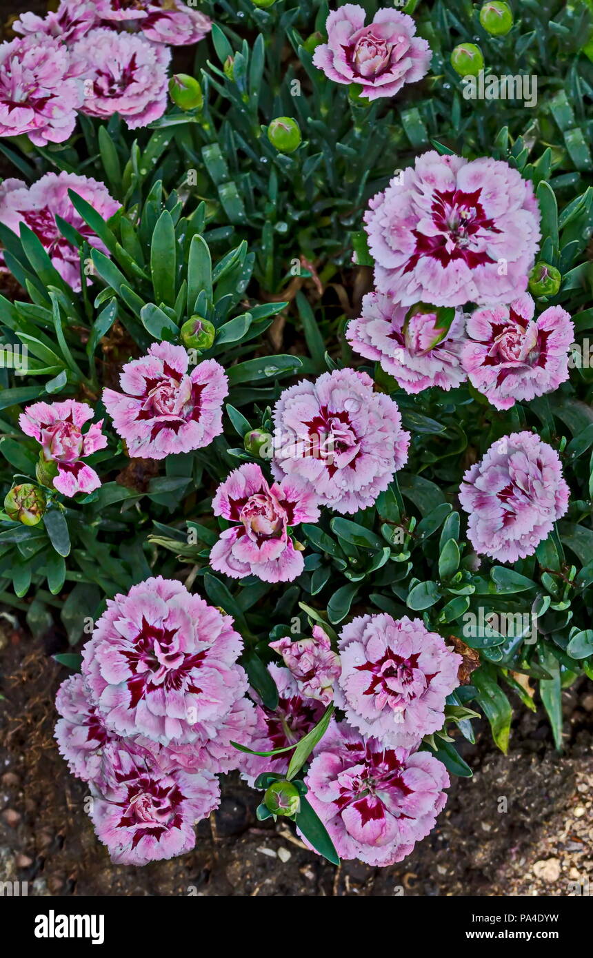 Freschi di fiori di garofano con un mix di colore di rosa, rosso e bianco bloom, gentile e profumata, distretto Drujba, Sofia, Bulgaria Foto Stock