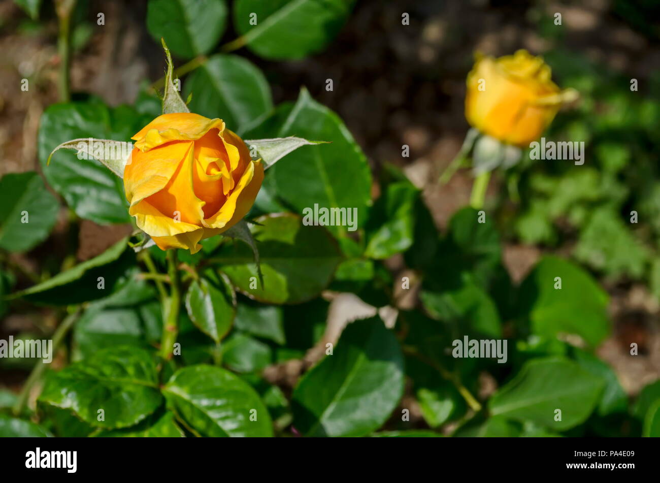 Rametto fresco rosa gialla fiore fiore nel giardino, district Drujba, Sofia, Bulgaria Foto Stock