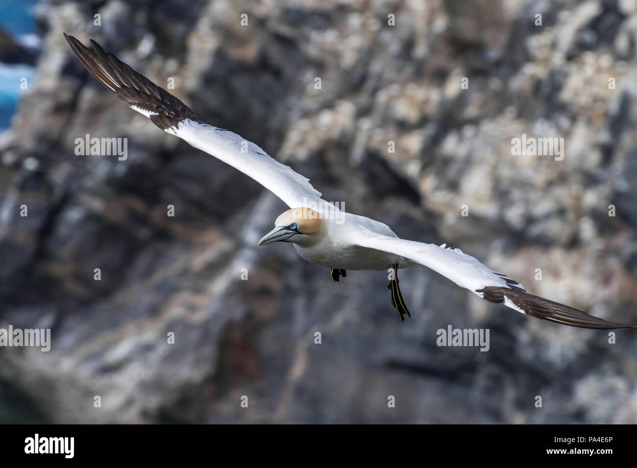 Northern gannet (Morus bassanus) in volo soaring lungo la scogliera sul mare a uccelli marini colonia di allevamento in primavera, Scotland, Regno Unito Foto Stock