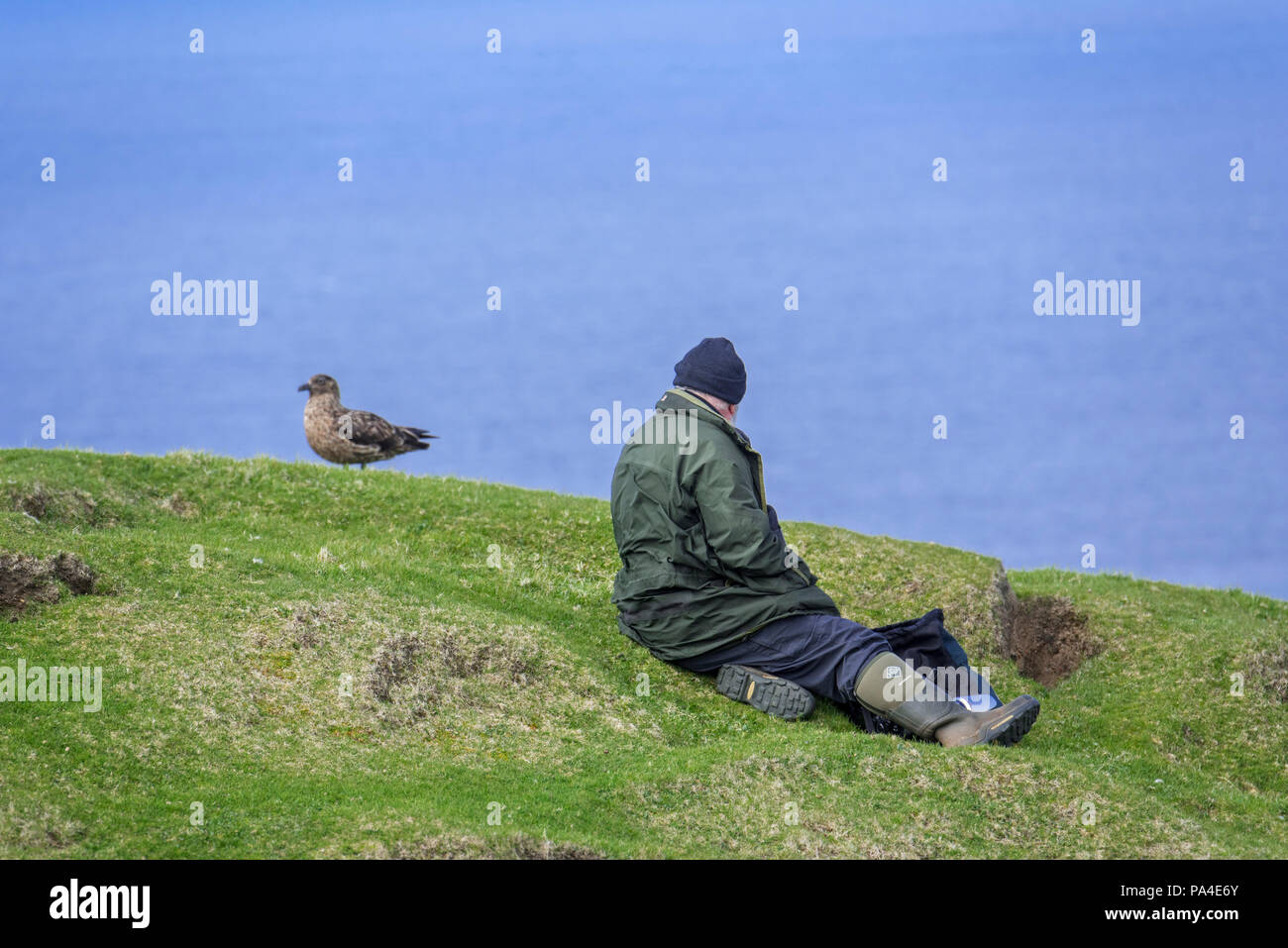 Birder / di osservazione degli uccelli / bird watcher avvicinando grande skua (Stercorarius skua) molto vicino su una scogliera a Hermaness, Unst, isole Shetland, Scozia Foto Stock