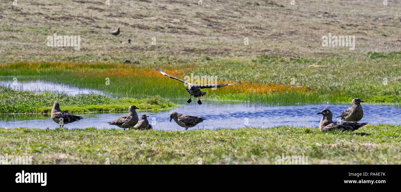 Grande stercorari (Stercorarius skua) gregge socializzare lungo la riva del laghetto in brughiera, isole Shetland, Scotland, Regno Unito Foto Stock