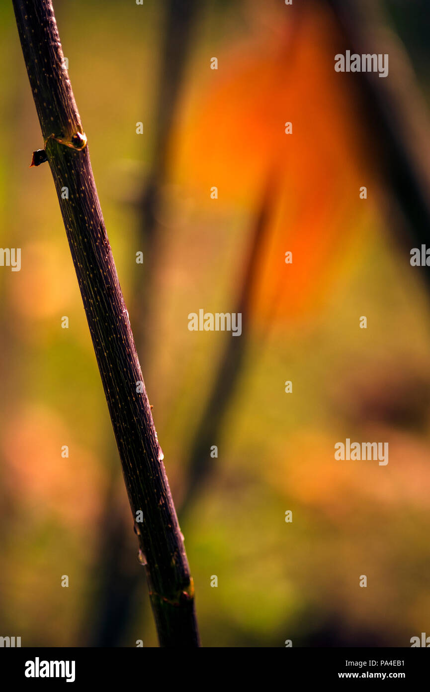 Stagione autunnale luce del mattino presto Foto Stock