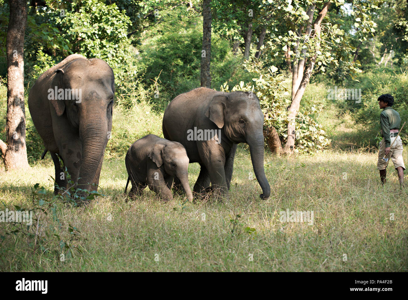 Una famiglia di elefanti nel loro habitat naturale in Bandhavgarh National Park, India Foto Stock