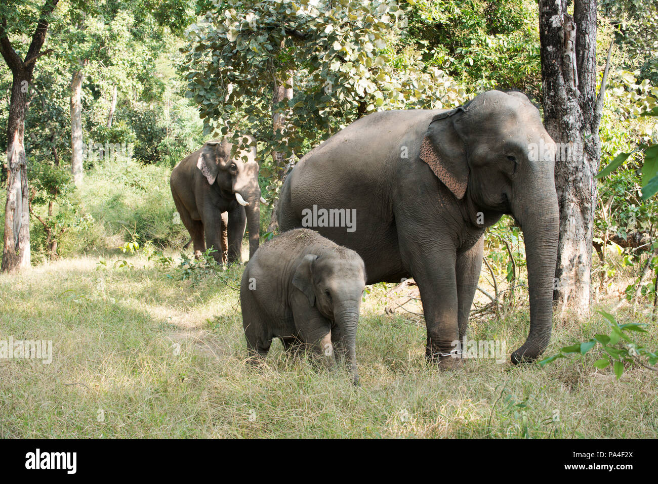 Una famiglia di elefanti nel loro habitat naturale in Bandhavgarh National Park, India Foto Stock