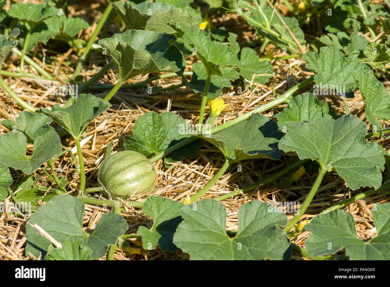 Halona ibrido di melone Cantalupo cresce su strame di paglia cuscinetto giovane frutta. Foto Stock