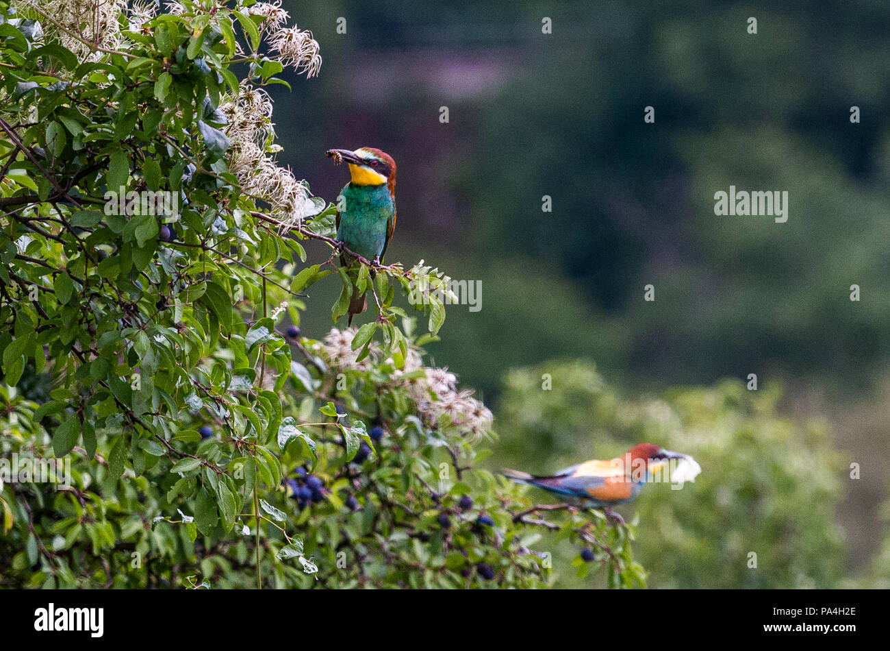 I gruccioni (merops) nei vigneti di Furth, Austria Inferiore, Austria Foto Stock