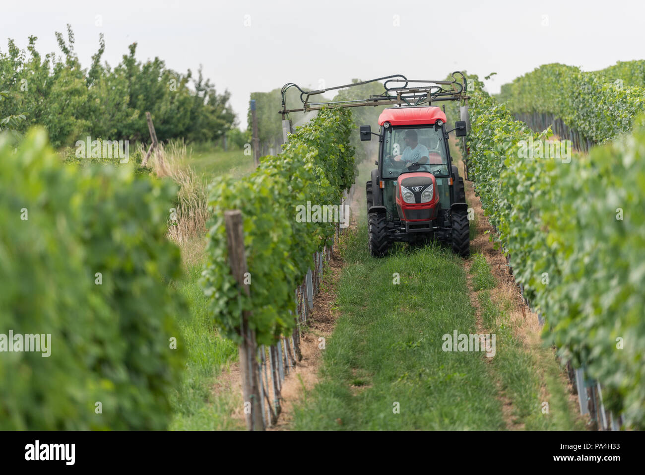 La viticoltura a Furth-Palt, Kremstal, Austria Inferiore, Austria Foto Stock
