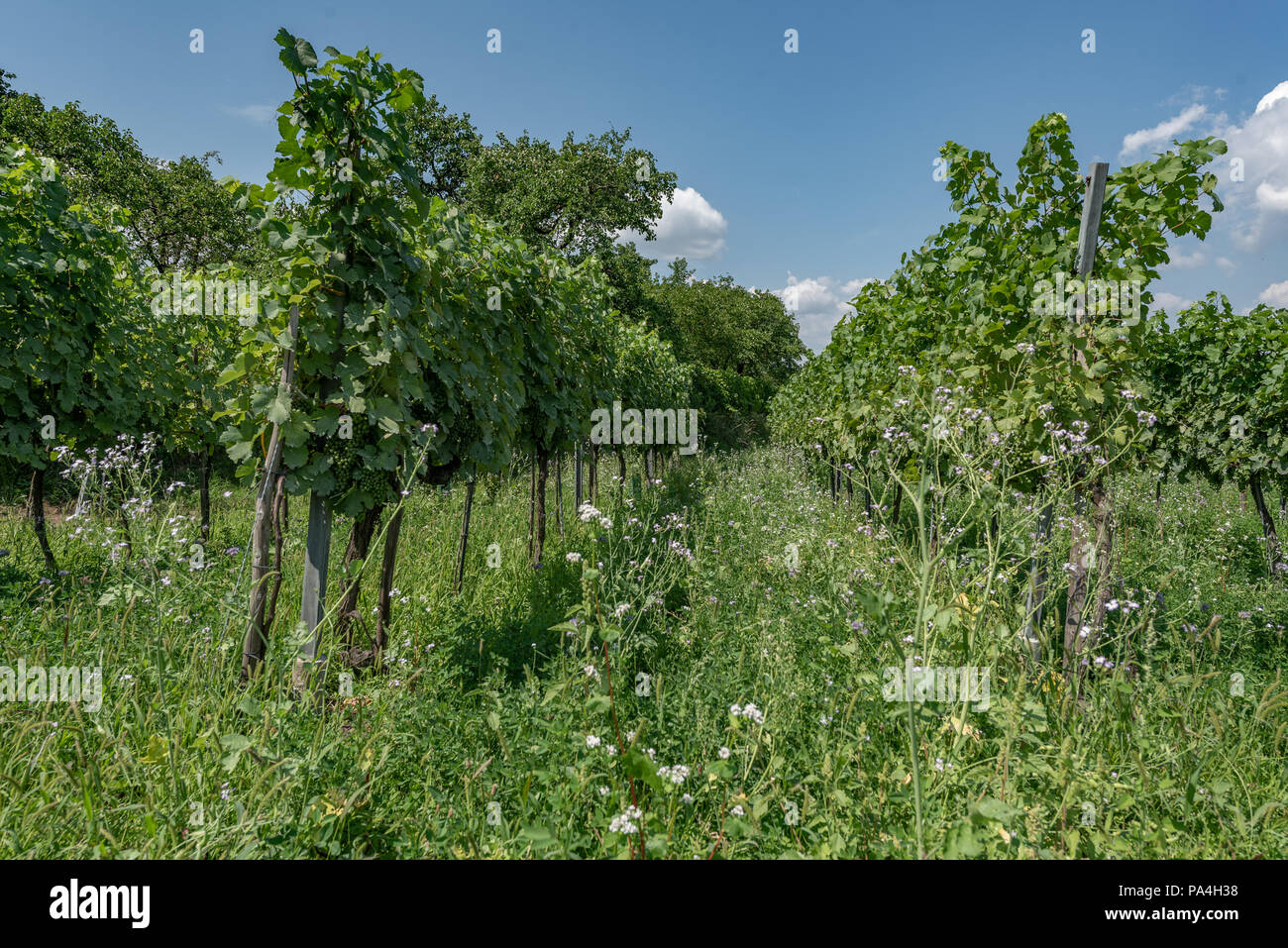 La viticoltura a Mautern, Wachau, Austria Inferiore, Austria Foto Stock