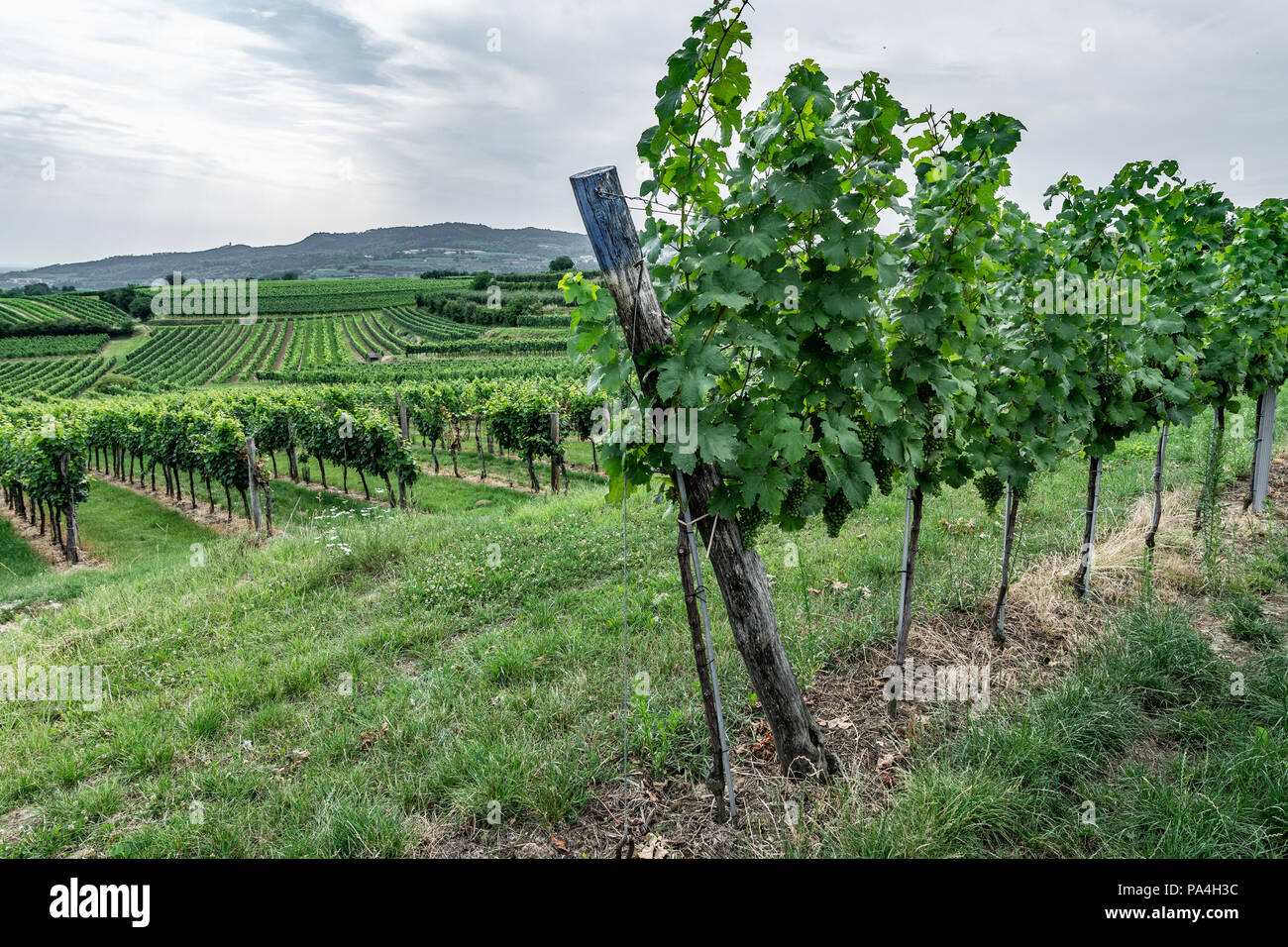 La viticoltura a Hollenburg, Kremstal, Austria Inferiore, Austria Foto Stock