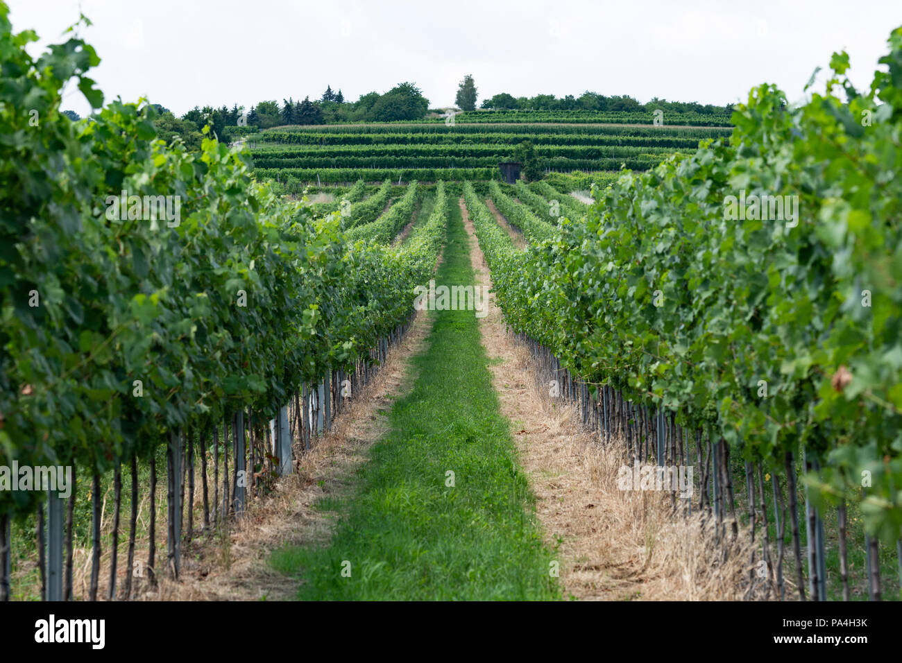La viticoltura a Furth-Palt, Austria Inferiore, Austria Foto Stock
