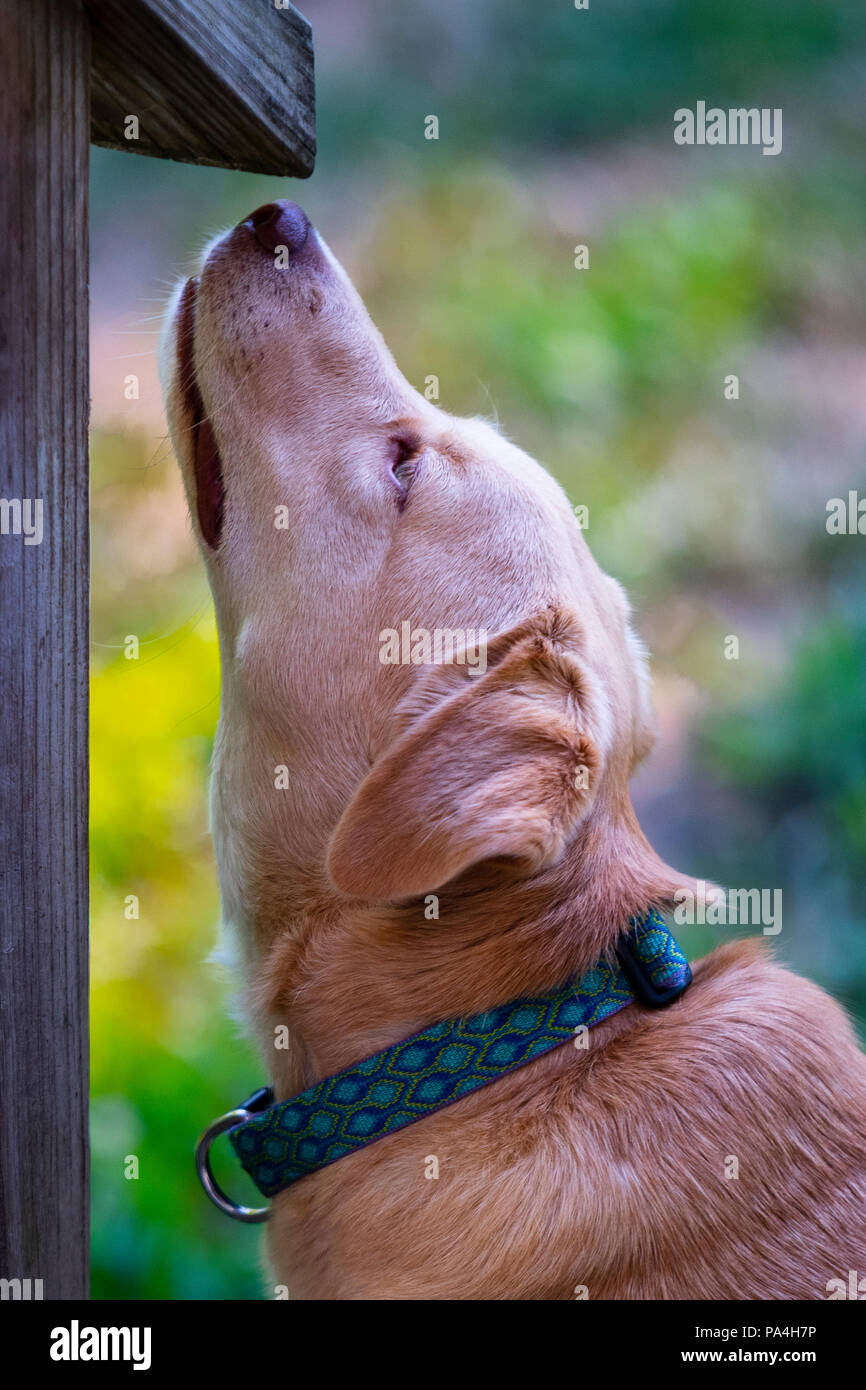 Un labrador retriever odora un corrimano in legno Foto Stock