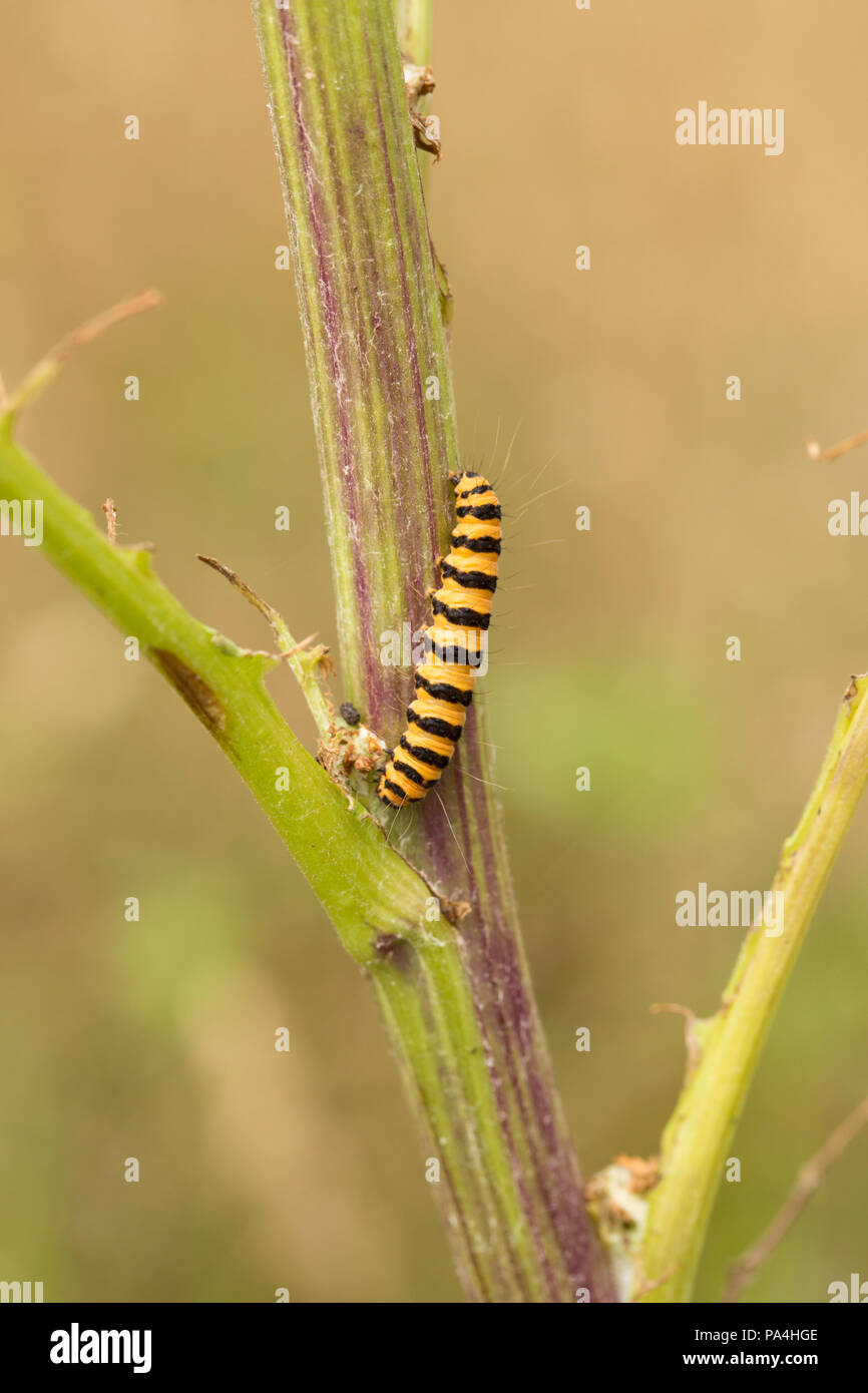 Un rosso cinabro moth caterpillar, Tyria jacobaeae, su quello che è a sinistra di una pianta di erba tossica che è stato spogliato di foglie e fiori di per sé stessa e altri Cinn Foto Stock