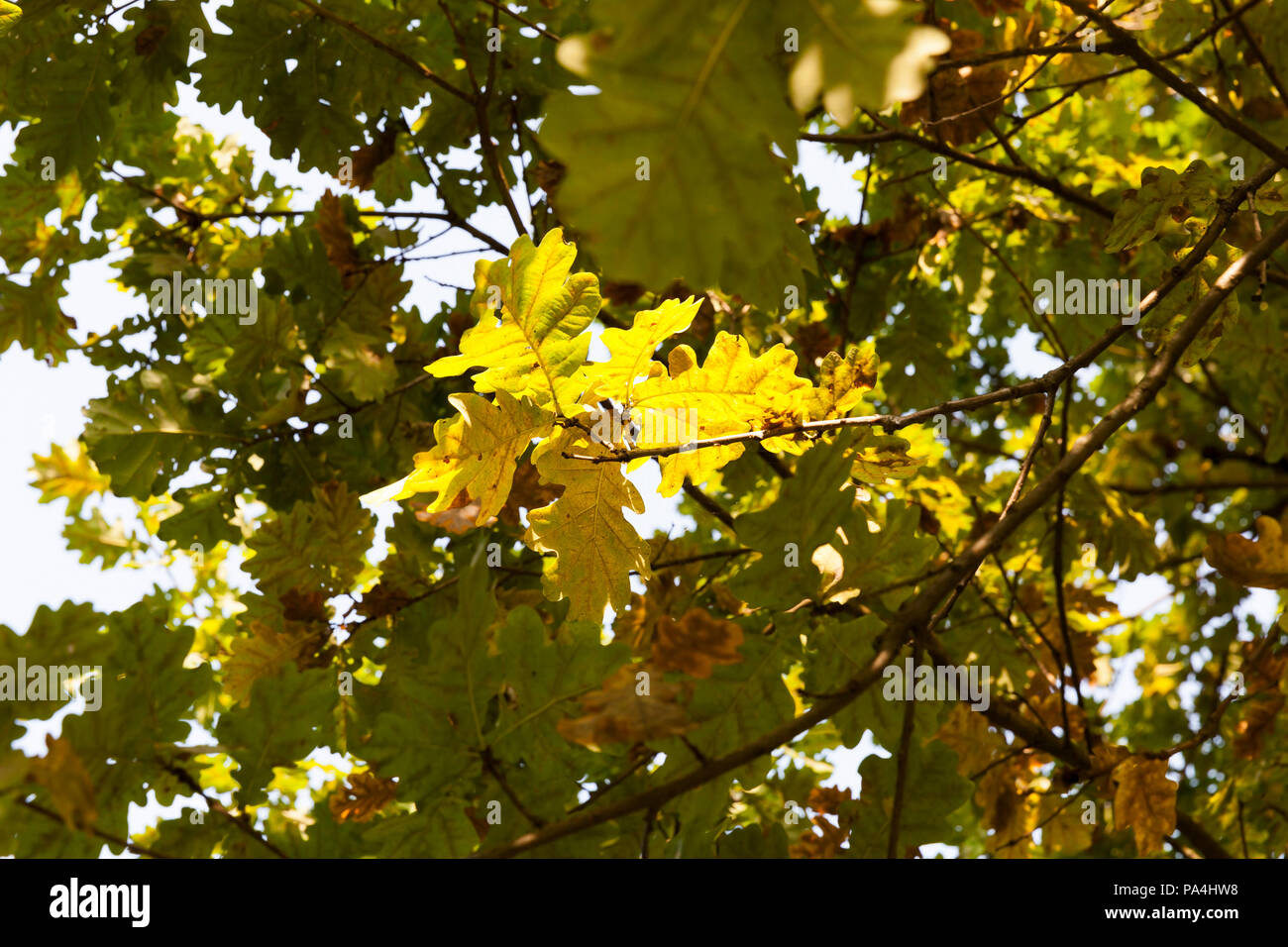 Alcuni avidi di fogli di legno di rovere, illuminate dalla luce del sole attraverso i rami e foglie verdi, la stagione autunnale, cambiamenti nella natura Foto Stock