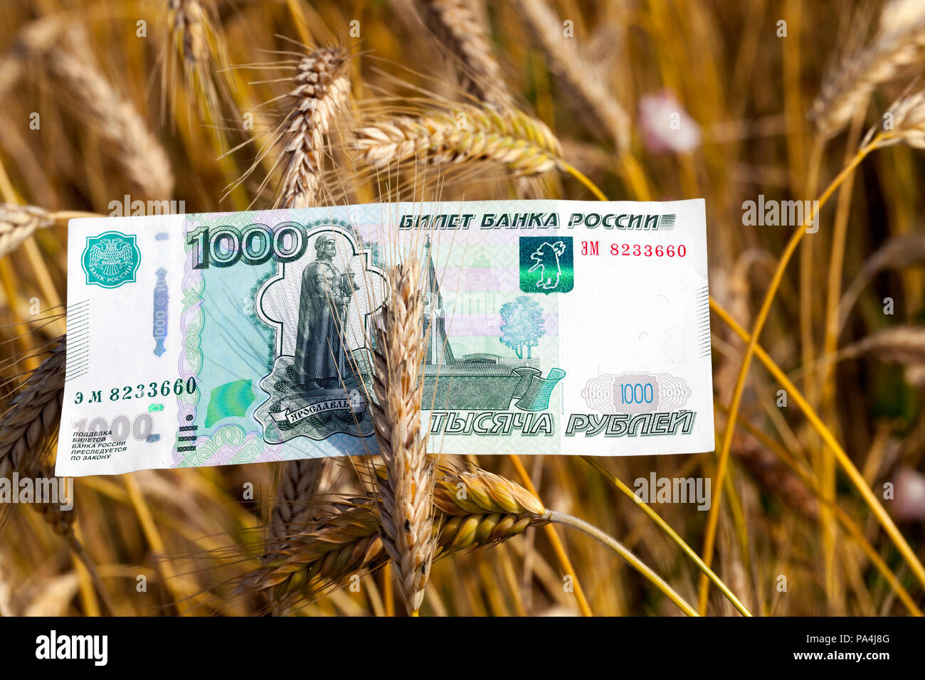 Mille rubli russi per la segala matura in campo agricolo, un primo piano idea dell'azienda agricola Foto Stock