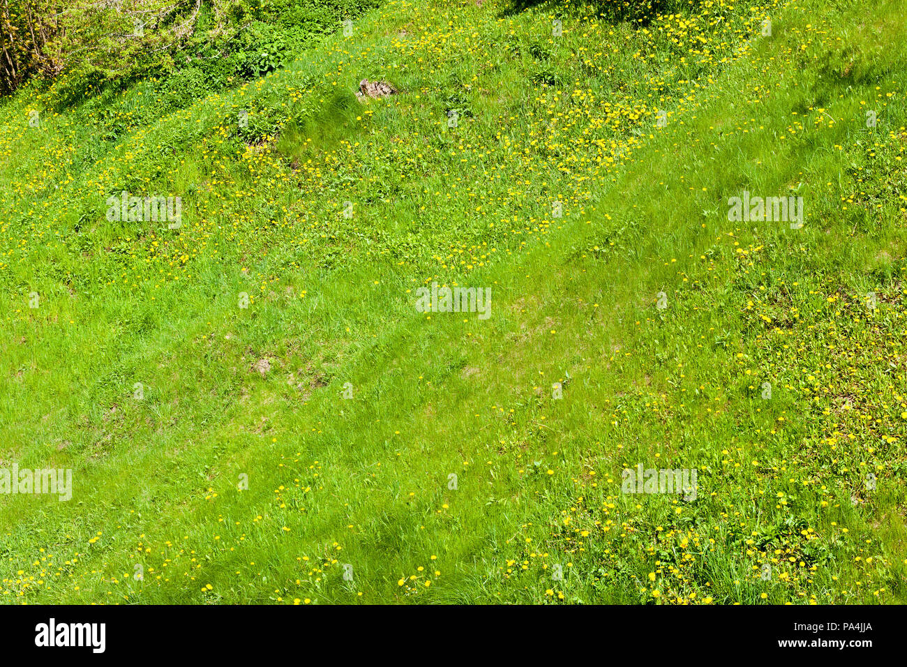 Coperto con erba fresca terreno collinare, illuminato dalla luce del sole, primo piano Foto Stock