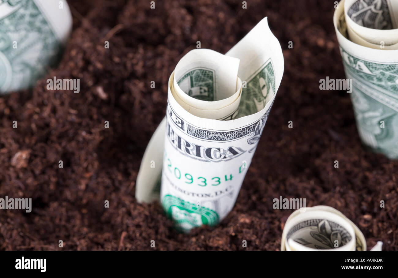 Uno di dollari in contanti fatture piantata in terra fertile, il concetto di business in agricoltura Foto Stock