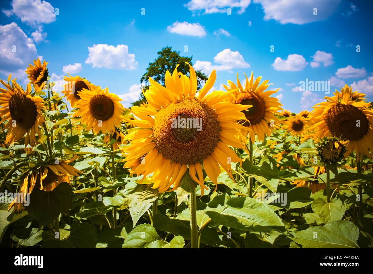 All'interno di un campo di girasoli con blu brillante cielo velato in background su una soleggiata giornata estiva in Baviera Germania Foto Stock